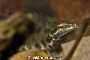 Smooth (Common) Newt (Lissotriton vulgaris) - male by Viktor Vrbovský 